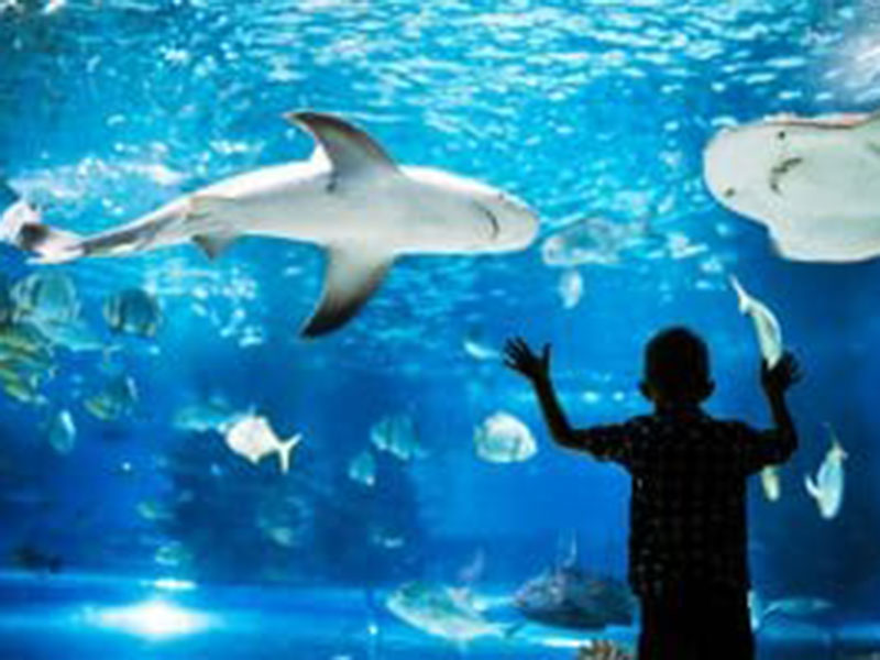 A Child watching fishes in a aquarium