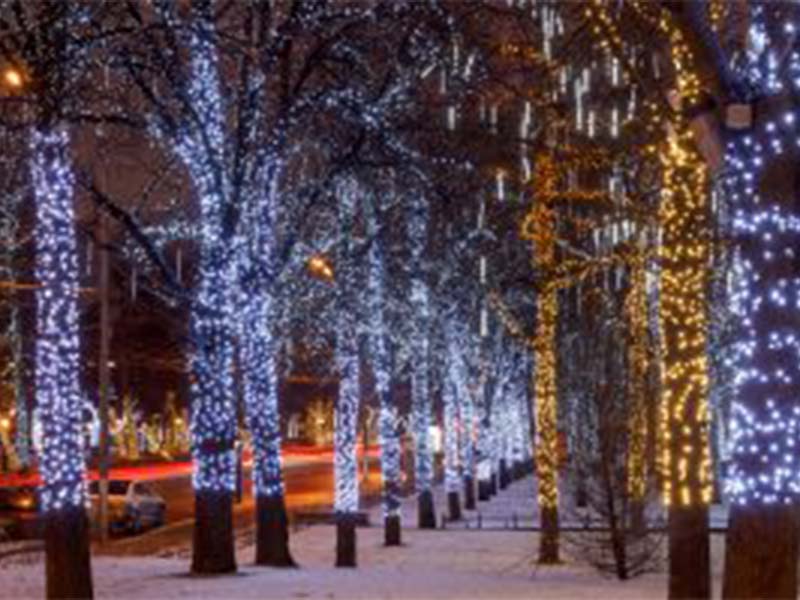 trees decorated with lights
