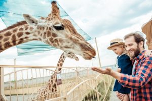 A tourist feeding a giraffe