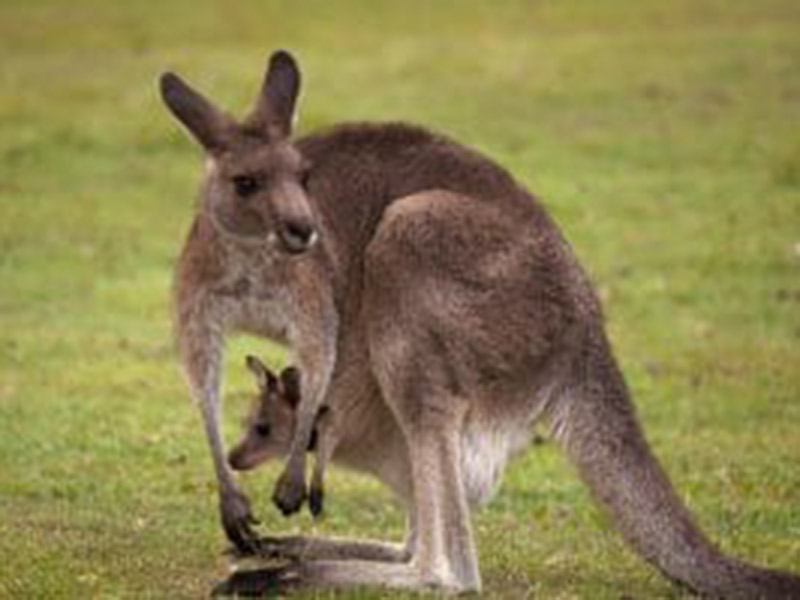 kangaroo