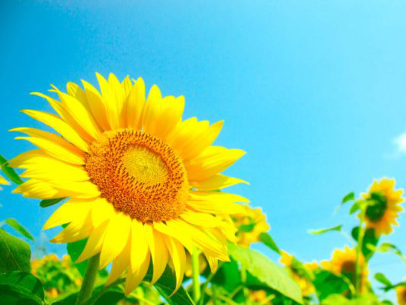 Sunflower Festival featured image